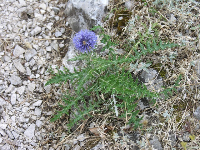 Echinops ritro / Cardo pallottola-coccodrillo
